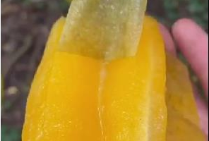 社区水果团购配送项目，你要不要也玩玩！